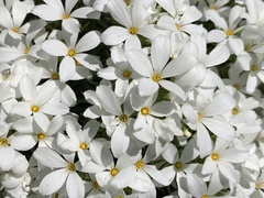 Leptosiphon floribundus glaber