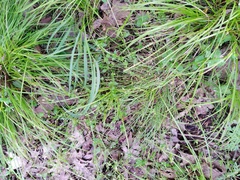 Carex retroflexa