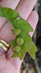 Neuroterus quercusirregularis