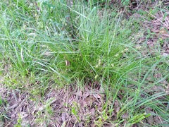 Carex texensis