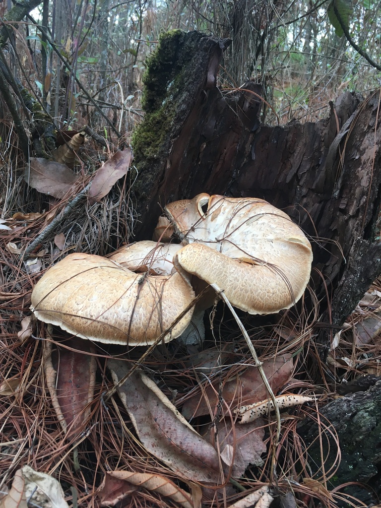 Giant Sawgill from Huitzilac, MOR, MX on May 10, 2021 at 06:07 PM by