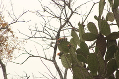Opuntia lasiacantha
