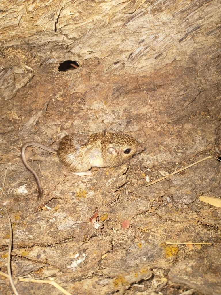 Sinaloan Pocket Mouse