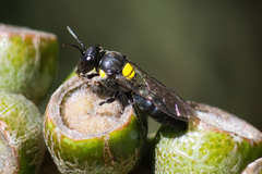 Amphylaeus obscuriceps