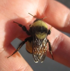 Bombus terricola