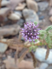 Pterocaulon sphacelatum