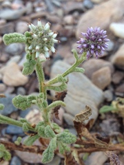 Pterocaulon sphacelatum