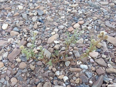Pterocaulon sphacelatum
