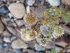 Pterocaulon sphacelatum