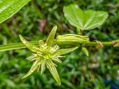 Passiflora costaricensis