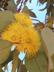 Eucalyptus woodwardii