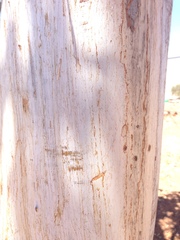 Eucalyptus woodwardii