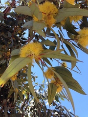 Eucalyptus woodwardii