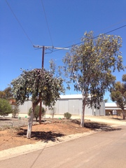 Eucalyptus woodwardii