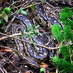 Python natalensis