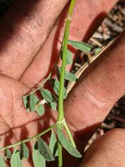 Astragalus californicus