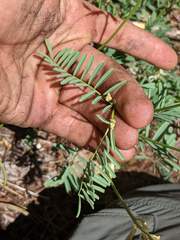 Astragalus californicus