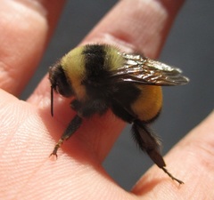 Bombus terricola