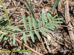 Astragalus californicus