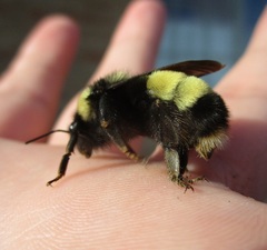 Bombus terricola