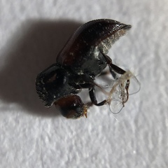 Xylothrips religiosus