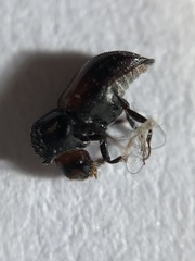 Xylothrips religiosus