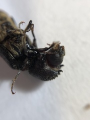 Xylothrips religiosus