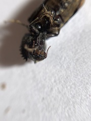 Xylothrips religiosus