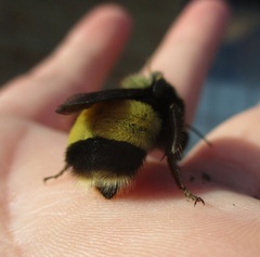 Bombus terricola