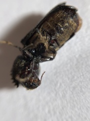 Xylothrips religiosus