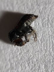 Xylothrips religiosus