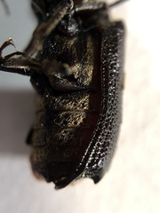 Xylothrips religiosus