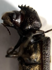 Xylothrips religiosus