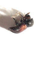 Xylothrips religiosus