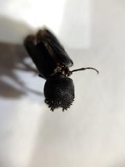 Xylothrips religiosus