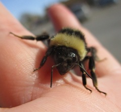 Bombus terricola