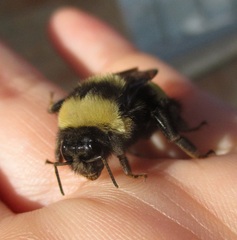 Bombus terricola