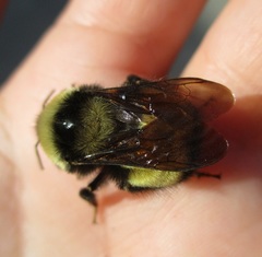 Bombus terricola