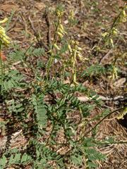 Astragalus californicus