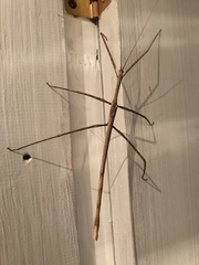 Bactrododema
