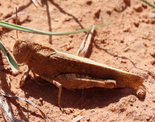 Speckle-winged Rangeland Grasshopper photo 6