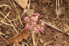 Asclepias senecionifolia
