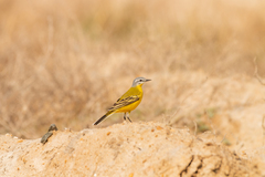 Motacilla flava beema