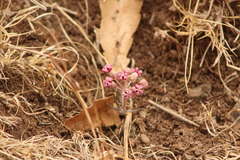 Asclepias senecionifolia