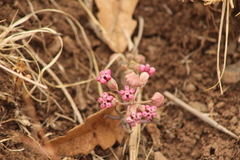 Asclepias senecionifolia