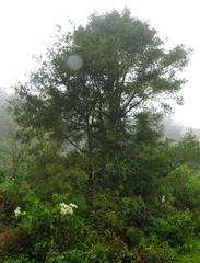 Podocarpus parlatorei