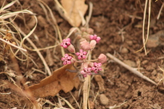 Asclepias senecionifolia