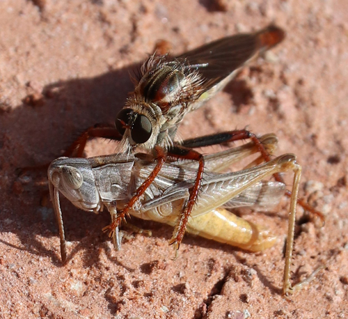 Velvet-striped Grasshopper photo 6