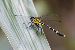 Euthygomphus koxingai