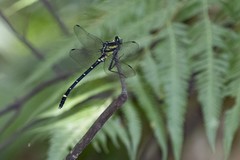 Sieboldius alexanderi